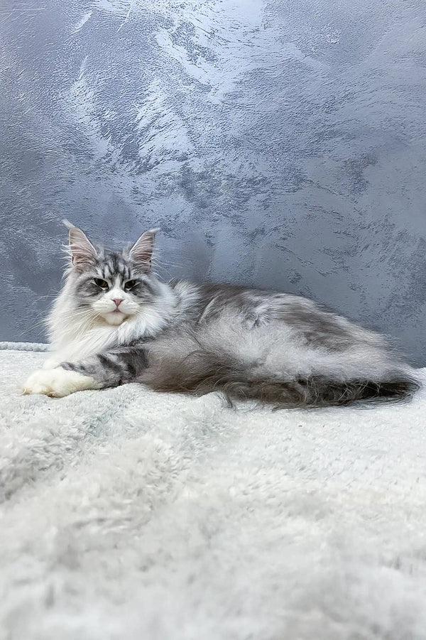 Gray and white Maine Coon cat featured in Arriva Maine Coon Kitten product