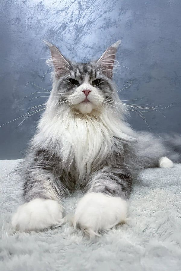 Majestic gray and white Maine Coon cat featured in Arriva Maine Coon Kitten product