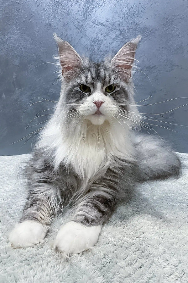 Majestic gray and white Maine Coon cat in Arriva Maine Coon Kitten product display