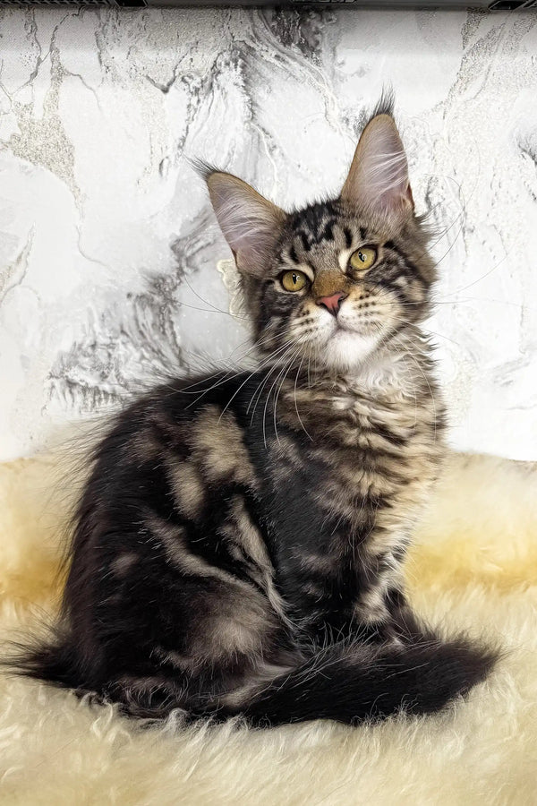 Artey | maine coon kitten