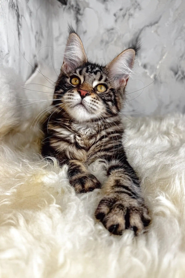 Artey | maine coon kitten