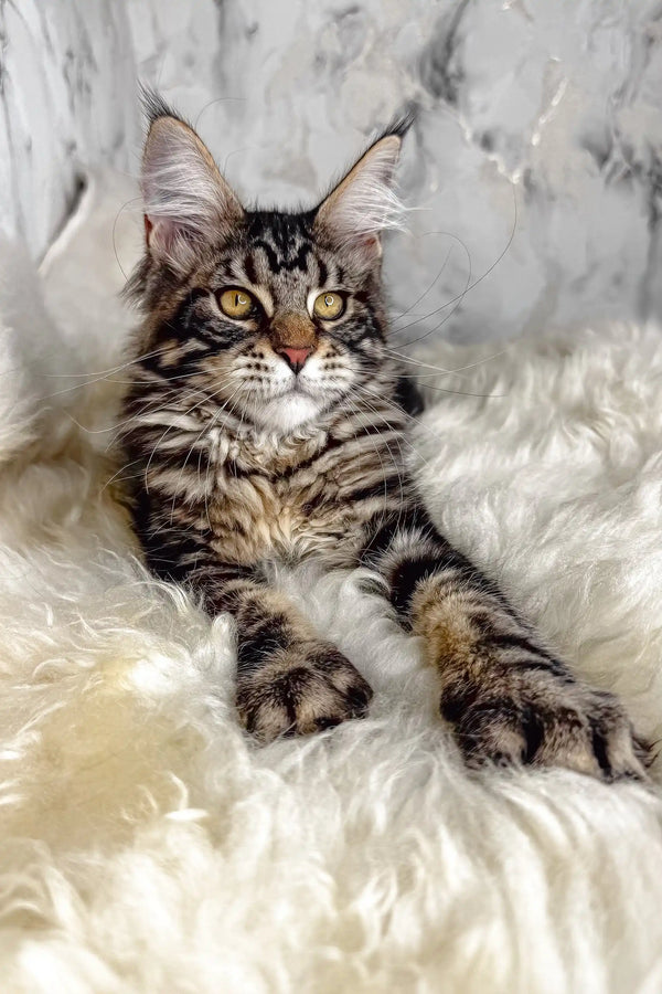 Artey | maine coon kitten