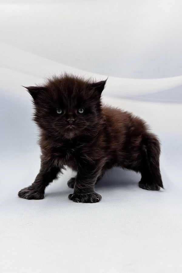 Fluffy black Polydactyl Maine Coon kitten named Arthur looking adorable and playful