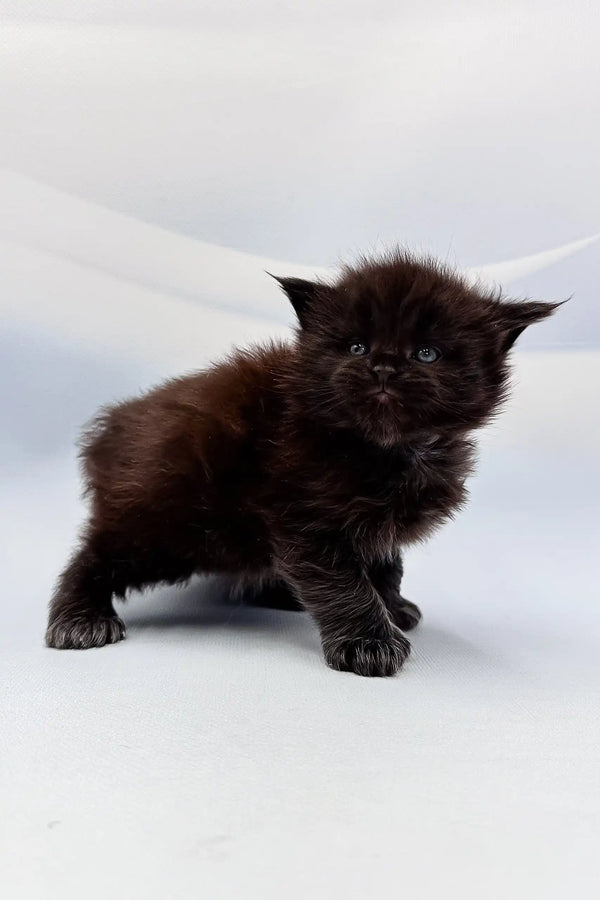 Fluffy black kitten Arthur is an adorable Polydactyl Maine Coon bundle of joy