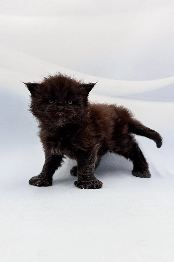 Fluffy black kitten named Arthur, a playful Polydactyl Maine Coon