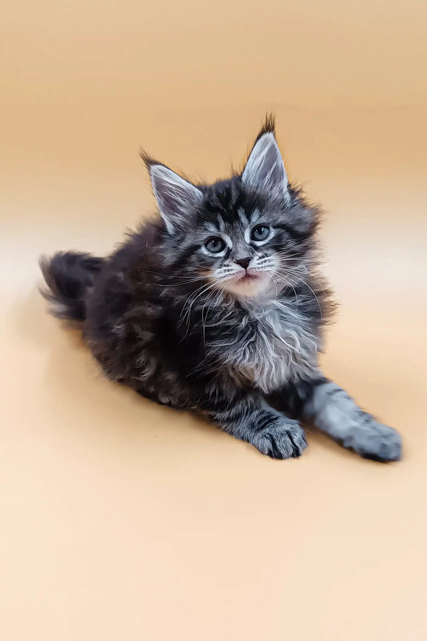 Fluffy gray Maine Coon kitten from the Asia collection, super adorable and playful
