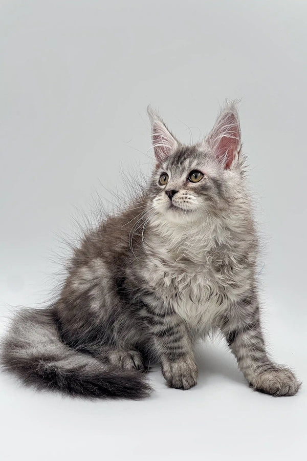 Gray and white Maine Coon kitten with fluffy fur and ear tufts, perfect for a cozy home