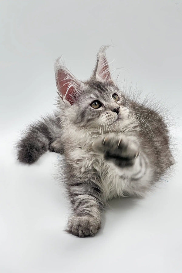 Gray and white Maine Coon kitten with fluffy fur and an adorable alert expression