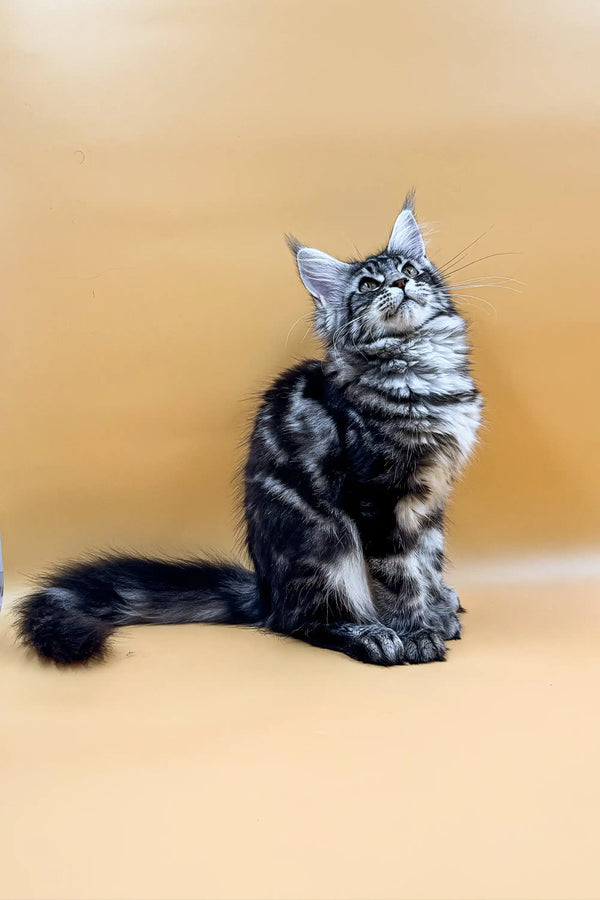 Silver tabby Maine Coon kitten sitting upright with a fluffy tail for Asqara