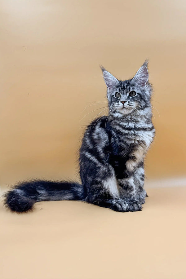 Silver and black tabby Maine Coon cat sitting upright, perfect for Maine Coon Kitten lovers
