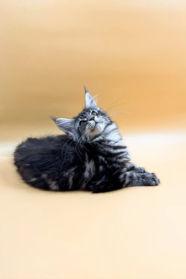Fluffy gray tabby Maine Coon kitten lying on its side, looking cute and curious