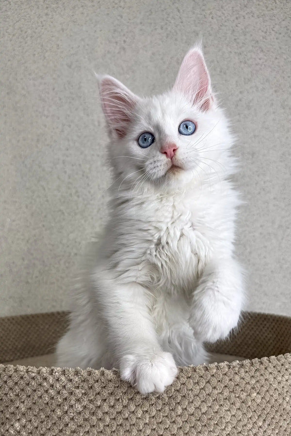 Adorable White Maine Coon Kitten with Bright Blue Eyes and Fluffy Fur