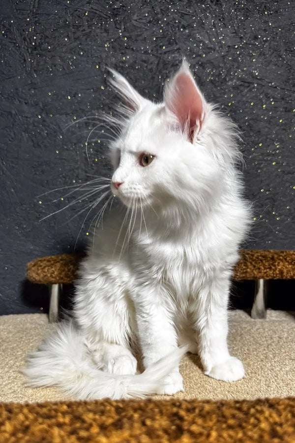 Atas | maine coon kitten