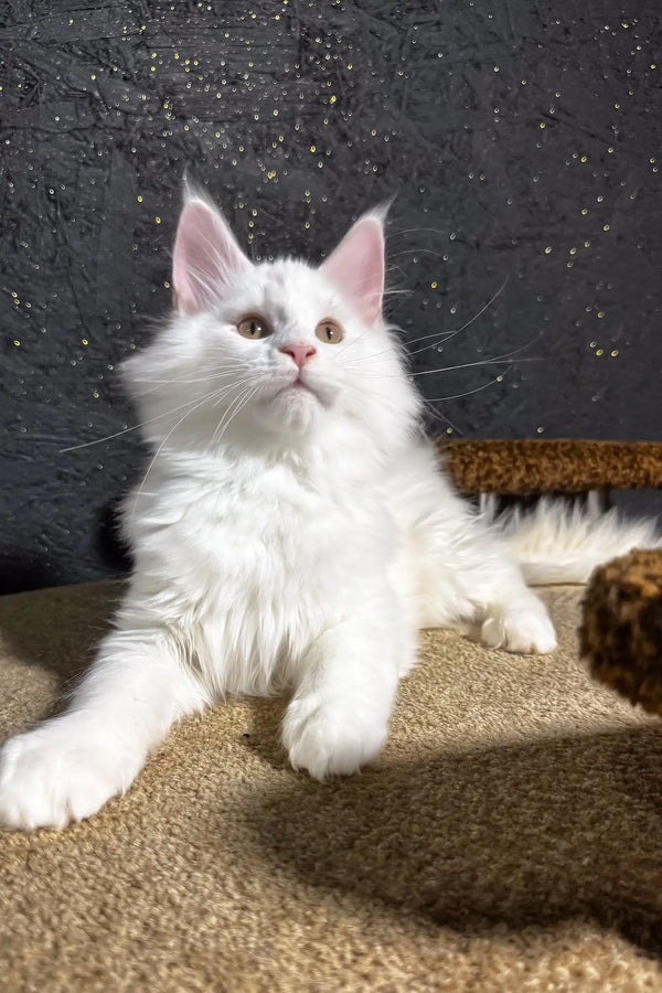 Atas | maine coon kitten