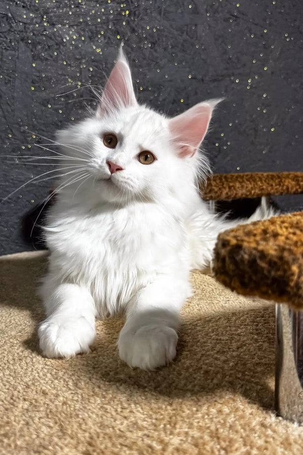 Atas | maine coon kitten