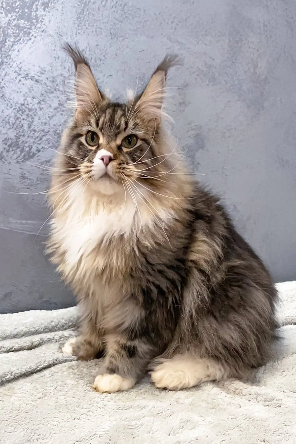 Fluffy brown tabby Maine Coon cat featured in Atlantis Polydactyl Maine Coon product