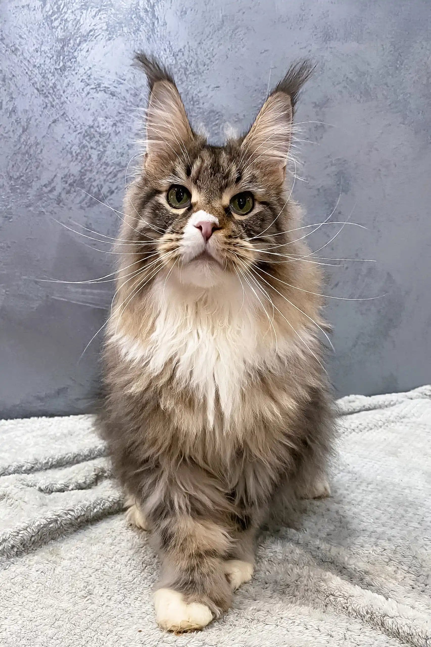 Atlantis the Fluffy Polydactyl Maine Coon Cat