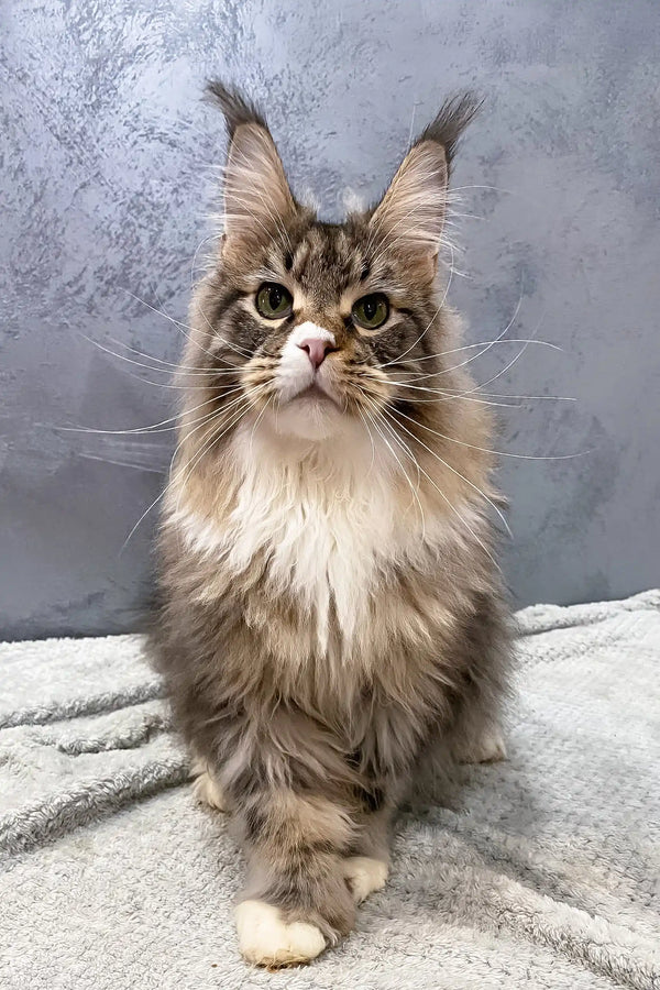 Majestic Maine Coon cat showcasing the Atlantis Polydactyl breed’s beauty and charm