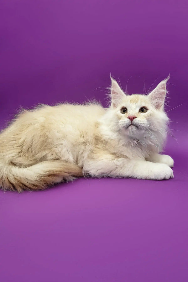 Cream-colored Maine Coon cat in Atos Maine Coon Kitten product display