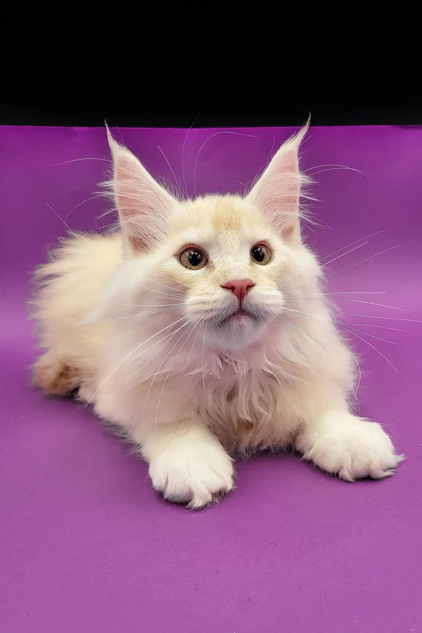 Cream-colored Maine Coon cat featured in Atos Maine Coon Kitten product