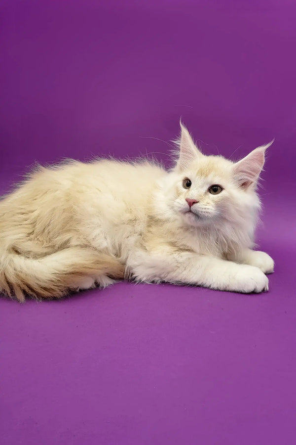 Cream-colored Maine Coon cat in the Atos Maine Coon Kitten product display