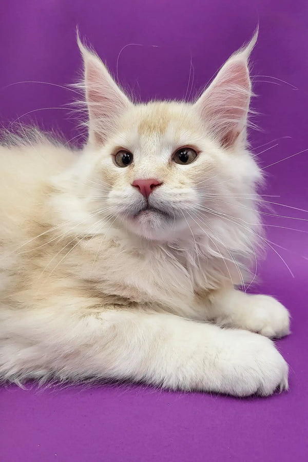 Cream-colored Maine Coon kitten Atos lounging cutely on a cozy blanket