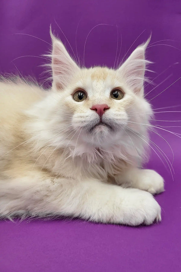 Cream-colored Maine Coon cat in Atos Maine Coon Kitten product display