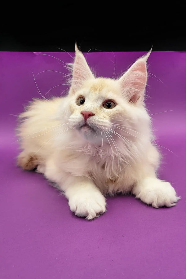 Cream-colored Maine Coon cat in the Atos Maine Coon Kitten product line