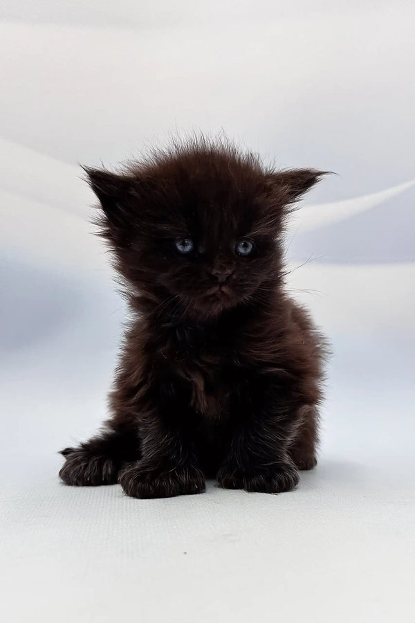 Fluffy black Polydactyl Maine Coon kitten named Ava, looking super adorable and playful
