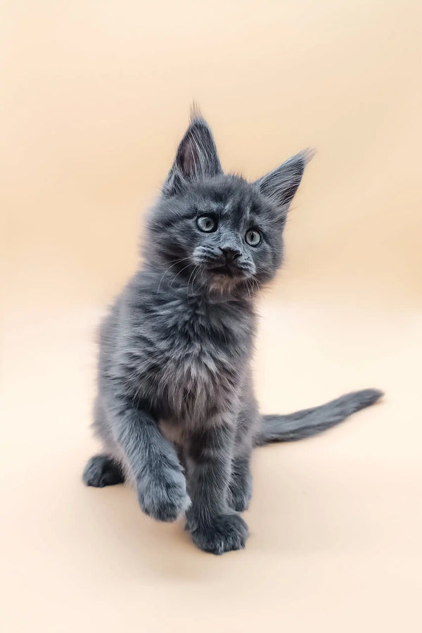 Cute gray fluffy kitten from Averon Maine Coon Kitten collection