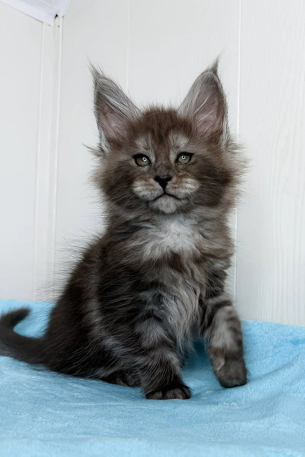Adorable Gray Maine Coon kitten featured in Baffi Maine Coon Kitten product