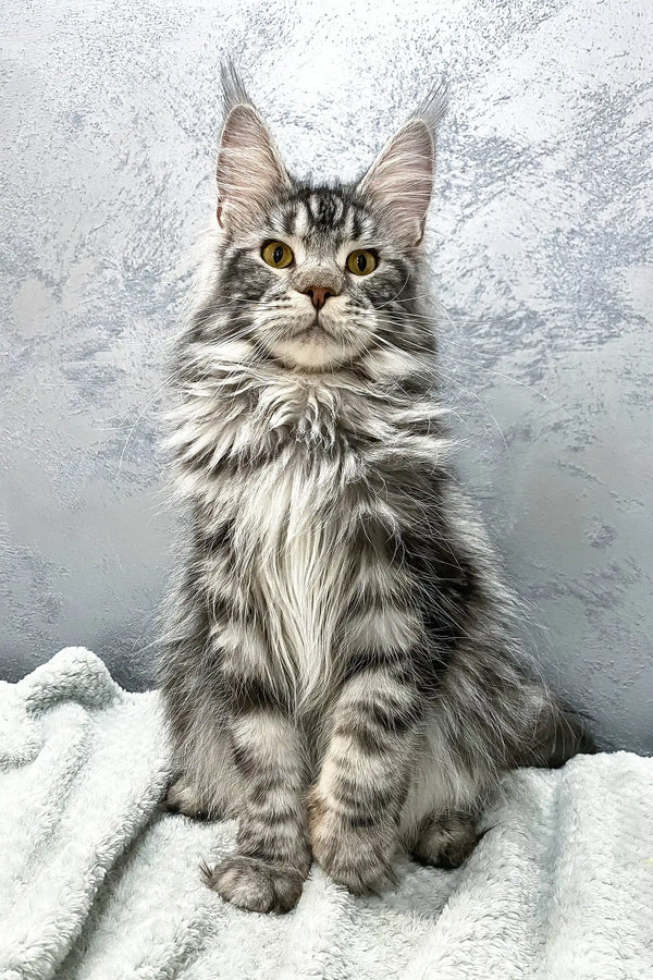 Adorable Silver Tabby Maine Coon cat featured in Baffy Maine Coon Kitten product