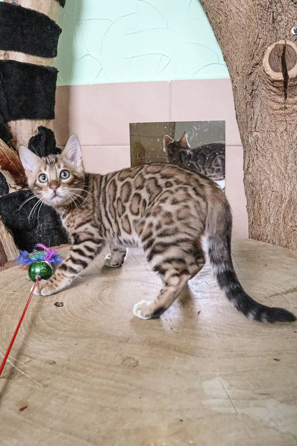 Bengal kitten with unique spotted and marbled coat in Bagir product display