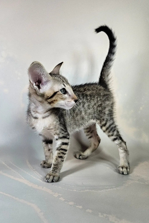 Bagira | oriental shorthair kitten