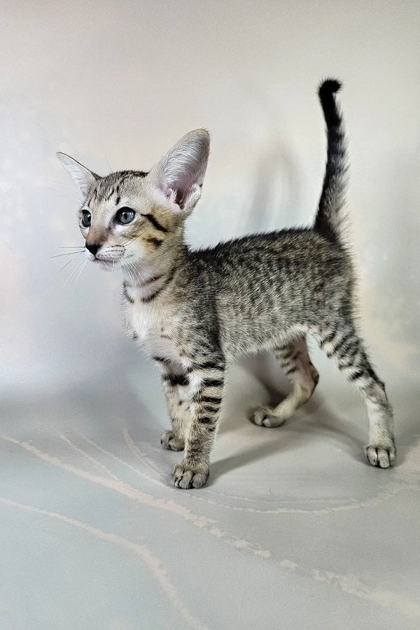Bagira | oriental shorthair kitten
