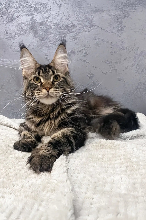 Cute Maine Coon kitten named Bailey with fluffy tufted ears looking adorable