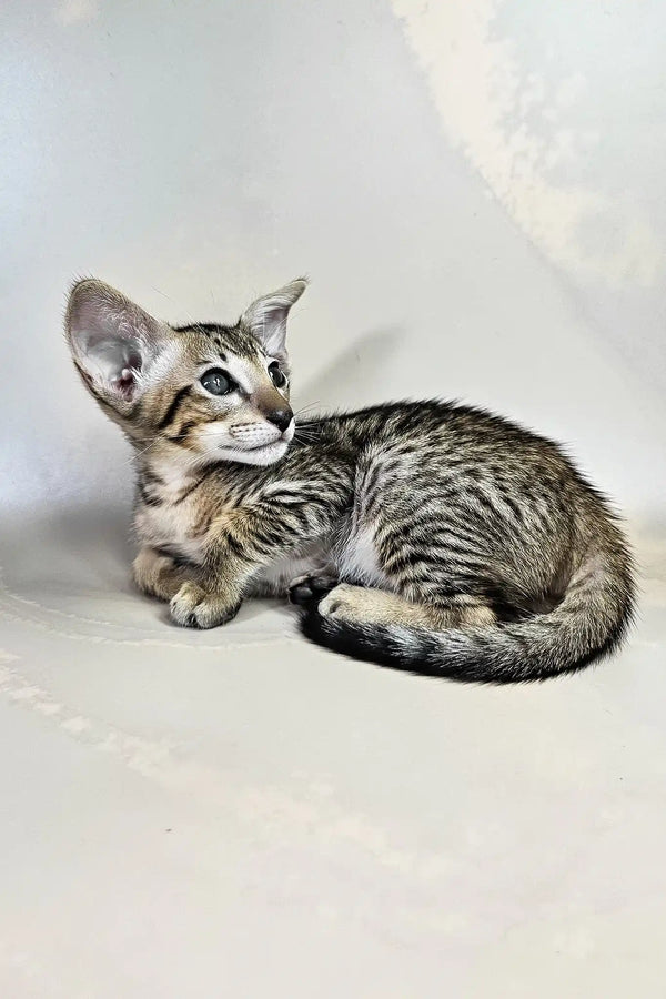 Baileys | oriental shorthair kitten