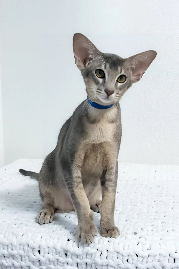 Baloo | oriental shorthair kitten