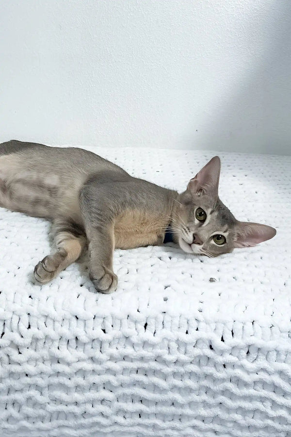 Baloo | oriental shorthair kitten
