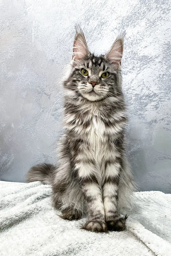 Gray tabby Maine Coon cat named Barbara in a cute kitten product display