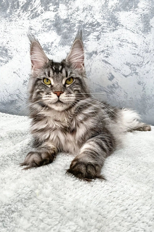 Silver tabby Maine Coon cat named Barbara in Maine Coon Kitten collection
