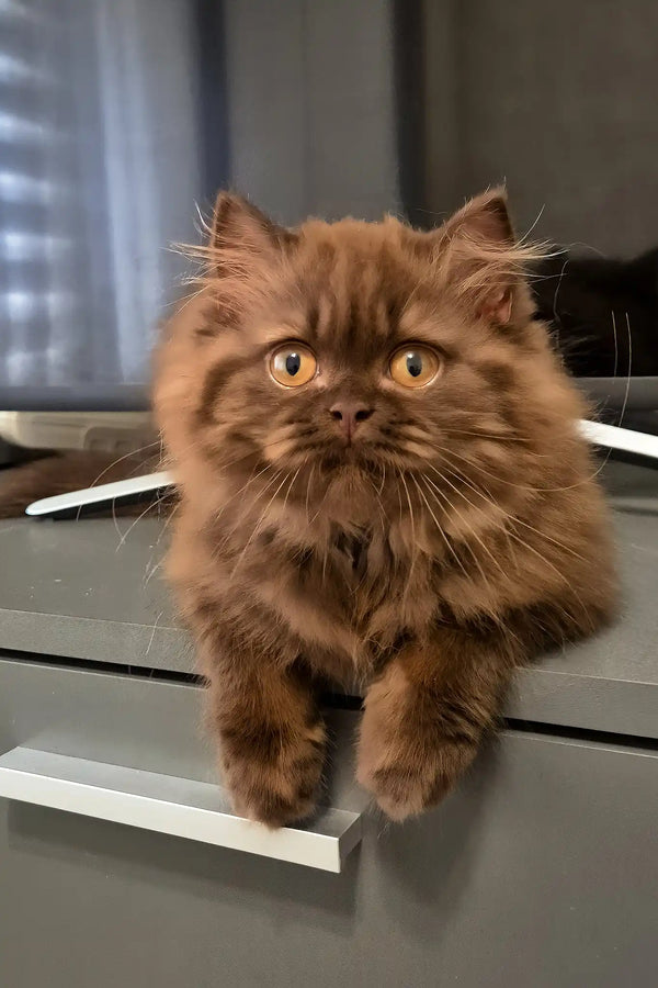 Barbi | british longhair kitten