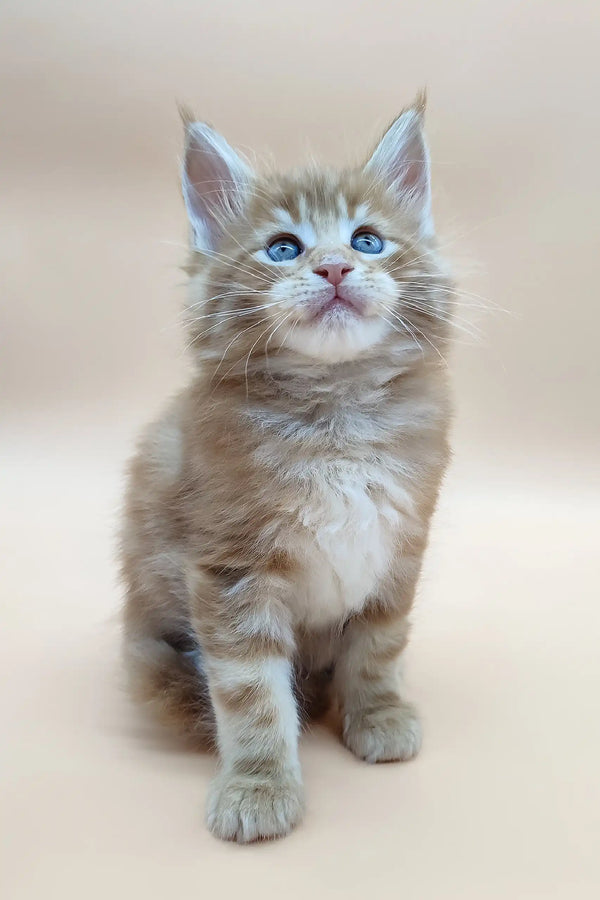 Adorable ginger Maine Coon kitten Barby with beautiful blue eyes
