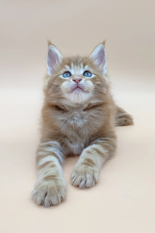 Ginger tabby kitten with blue eyes for Barby Maine Coon Kitten product