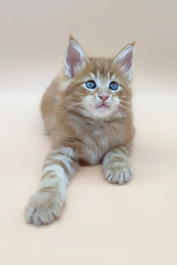 Orange tabby kitten with blue eyes in the Barby Maine Coon Kitten product