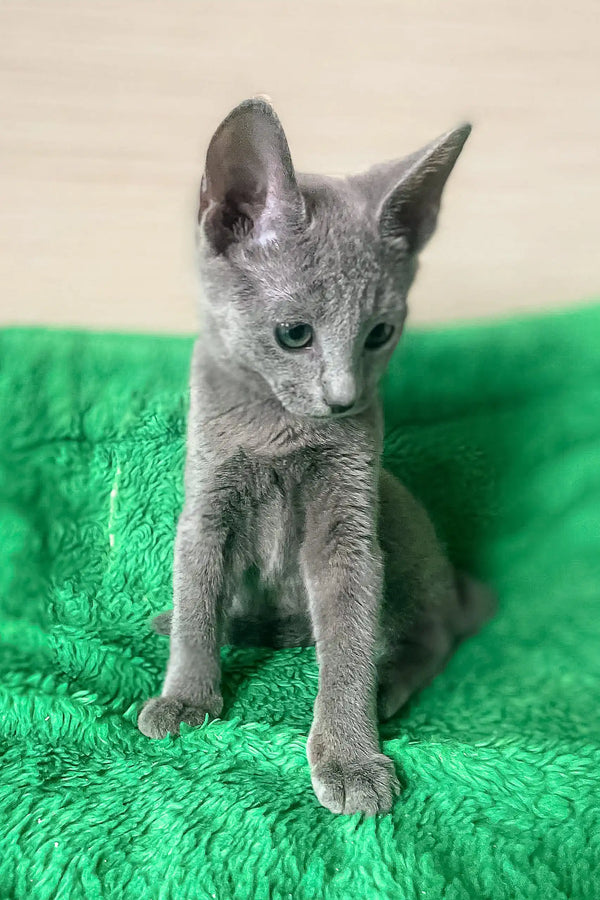 Gray kitten with big ears from Barika, the adorable Russian Blue Kitten