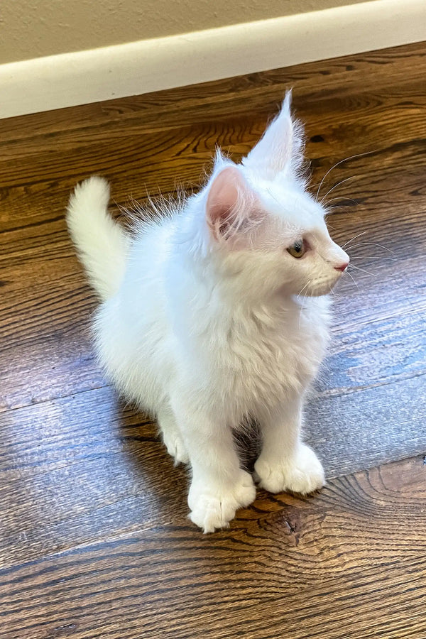 Barnabas | polydactyl maine coon