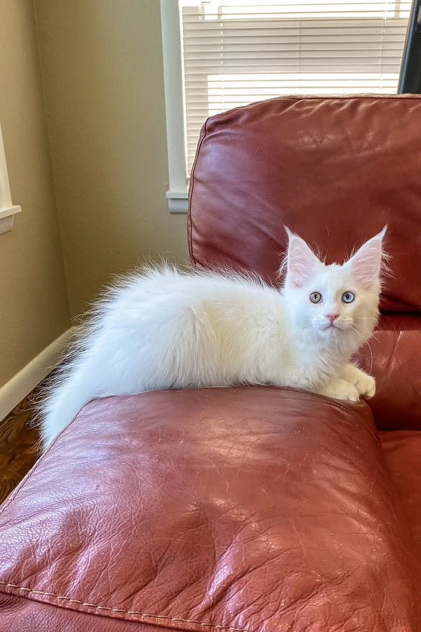 Barnabas | polydactyl maine coon