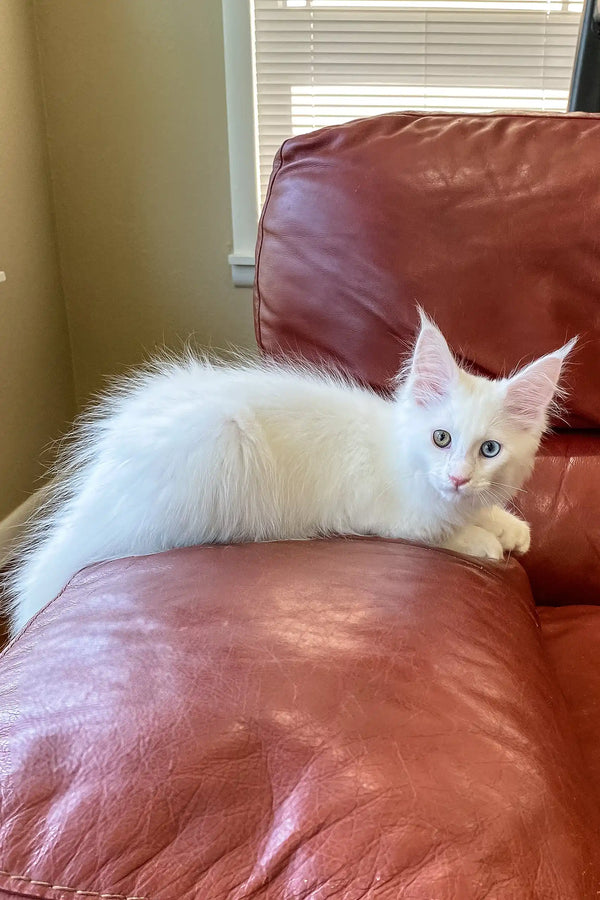 Barnabas | polydactyl maine coon