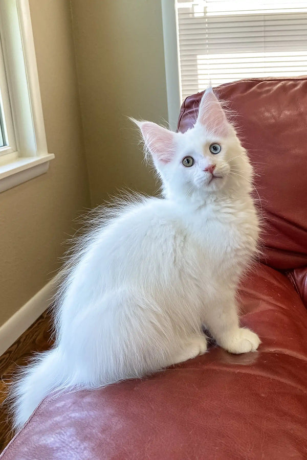 Barnabas | polydactyl maine coon